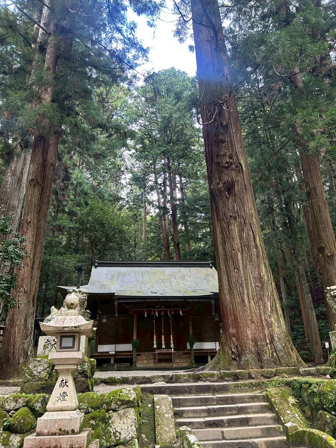 吉田 祥子
