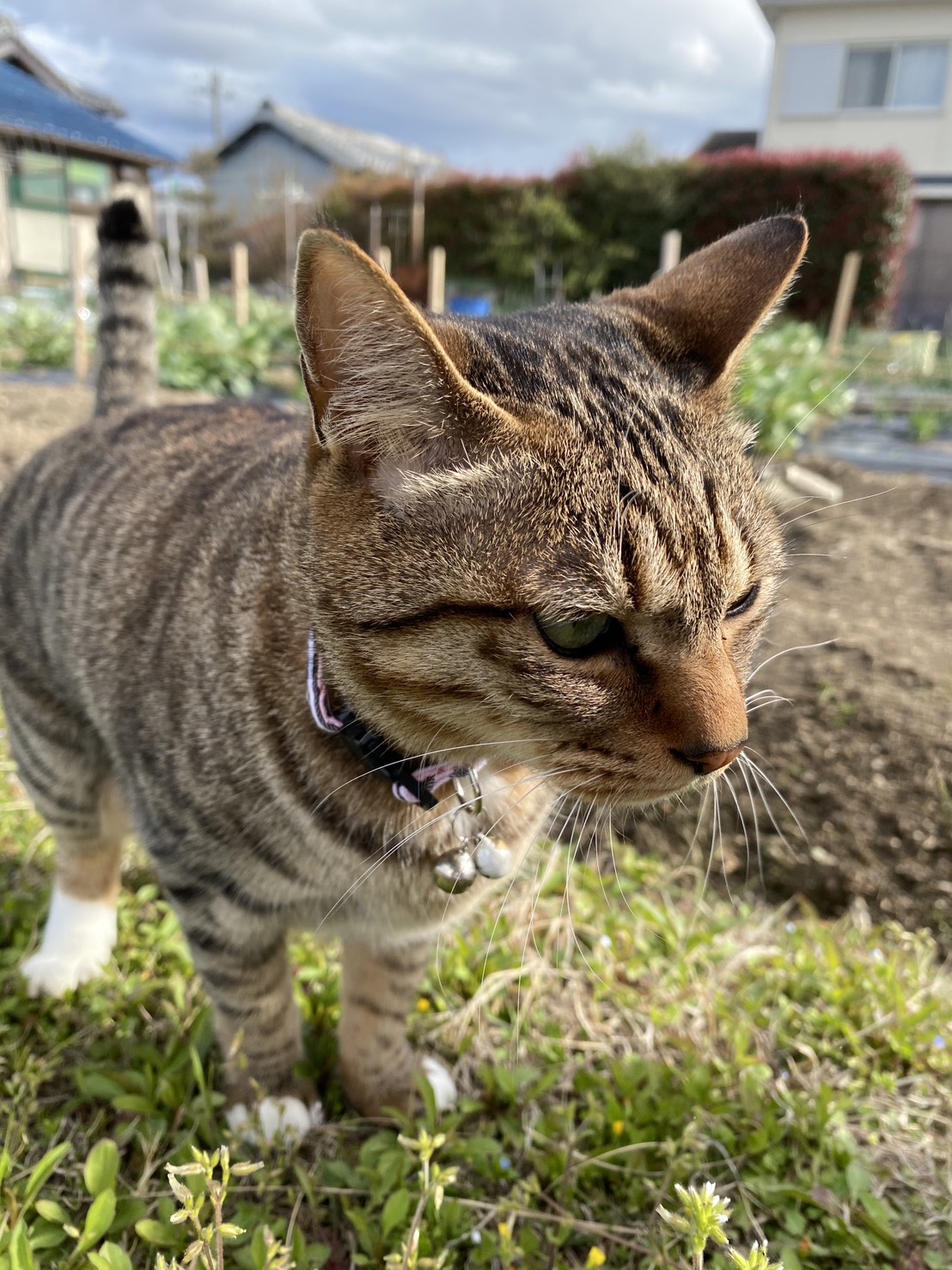 冨内 あかね