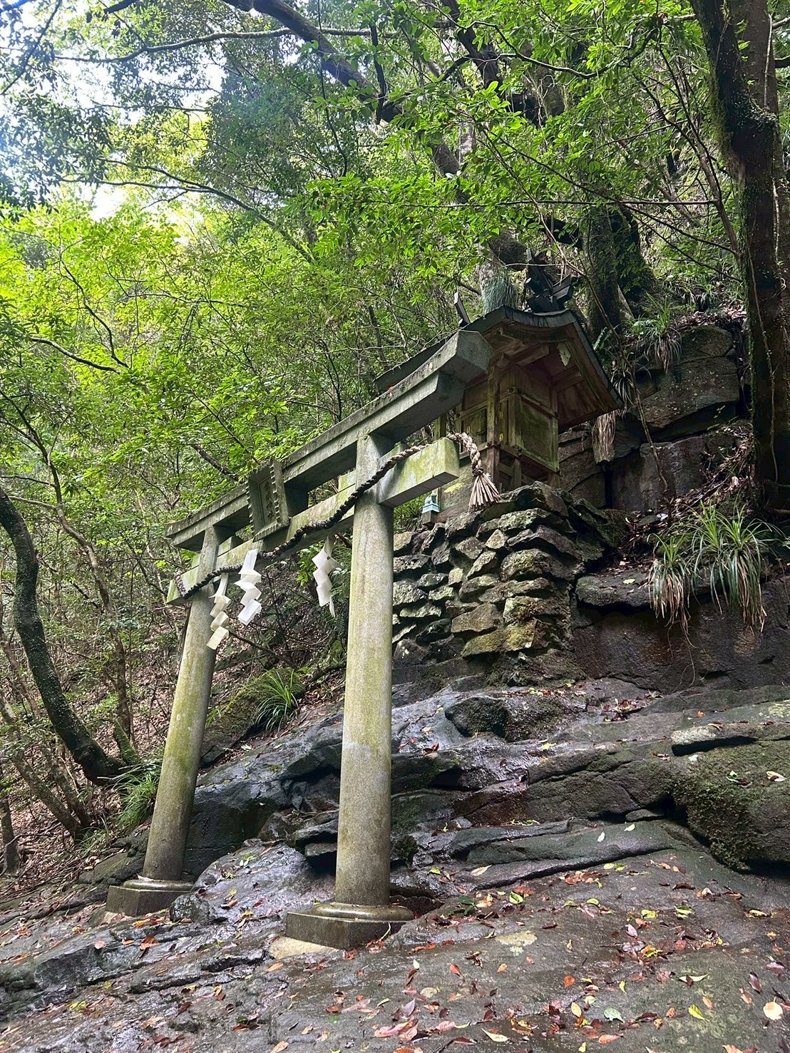 吉田 祥子